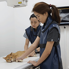 Advanced VetCare